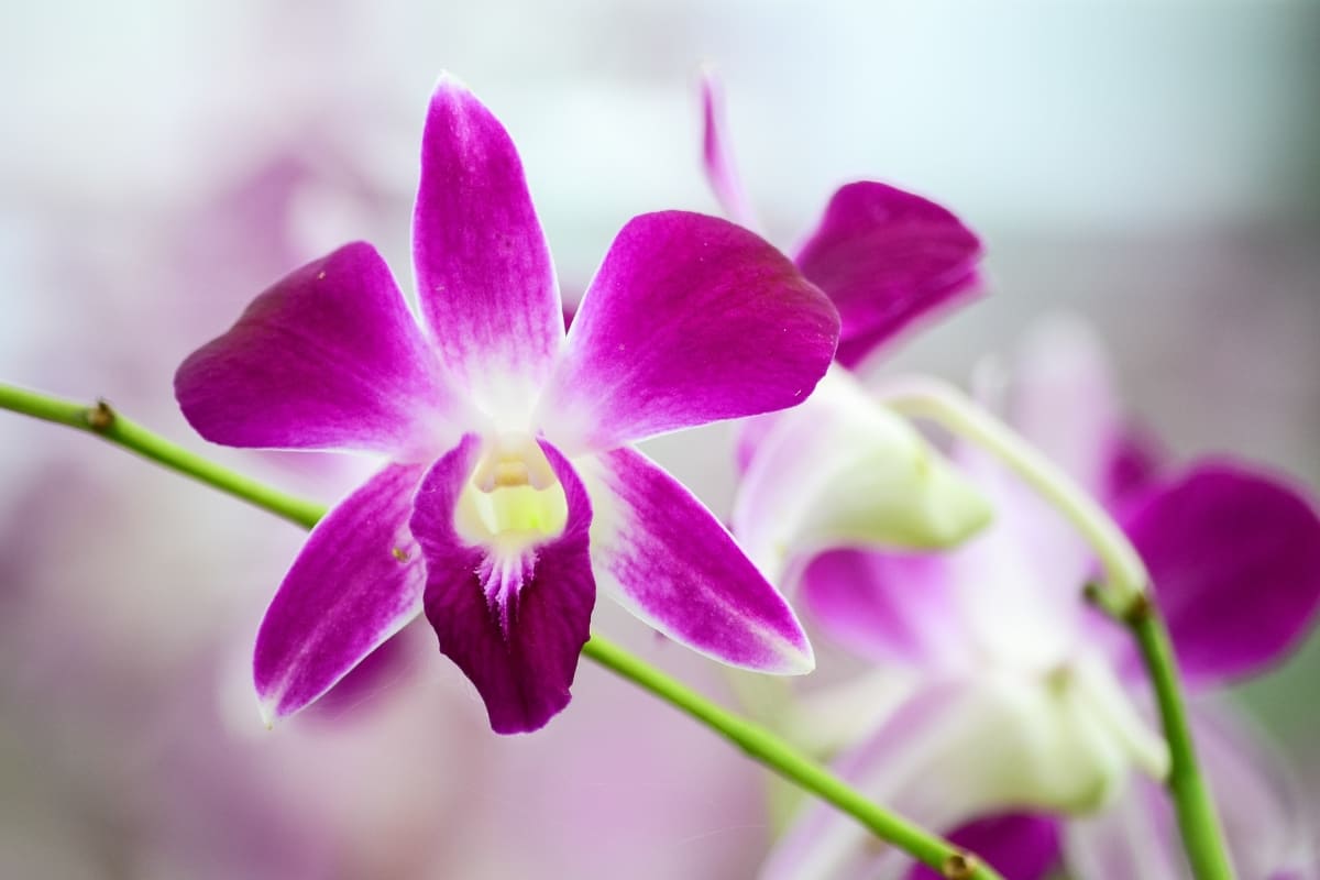 รับจดบริษัท ส่งออกกล้วยไม้ เปิดการค้า ที่ไหน คู่แข่ง โทร.0819318341