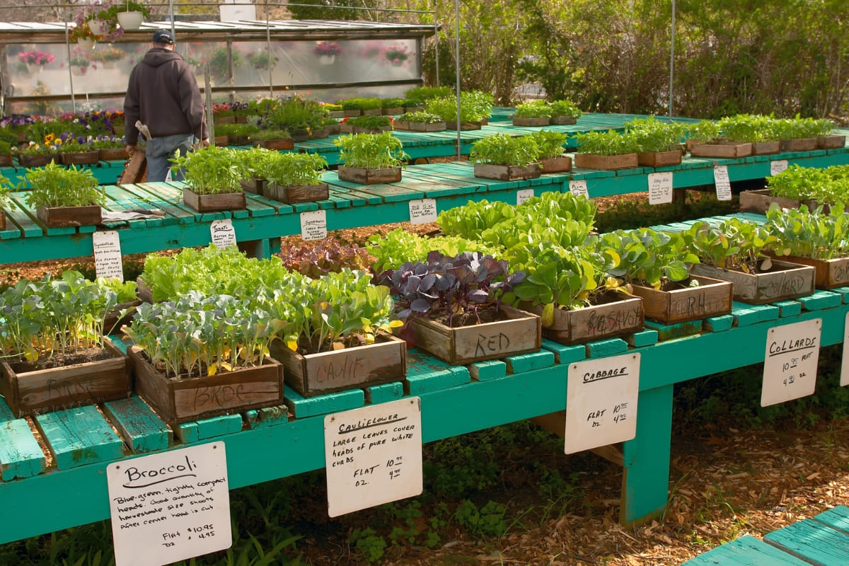 รับจดบริษัท เพาะต้นไม้ขาย เปิดการค้า จัดตั้ง ที่ไหน โทร.0819318341