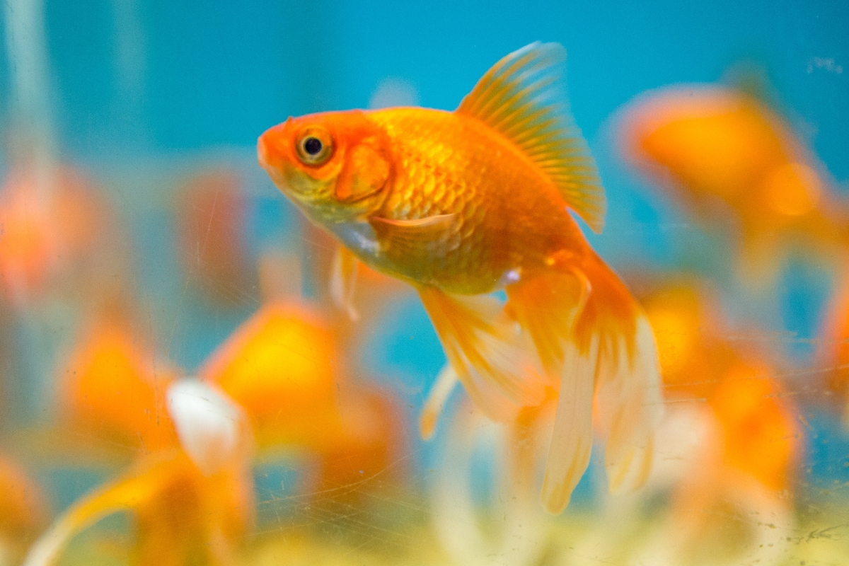 รับจดบริษัท เพาะปลาสวยงาม เปิดการค้า จัดตั้ง ที่ไหน โทร.0819318341