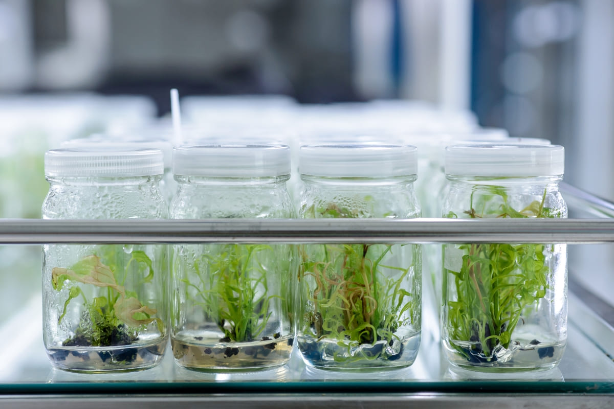 รับจดบริษัท เพาะเลี้ยงเนื้อเยื่อ เปิดการค้า จัดตั้ง ที่ไหน โทร.0819318341