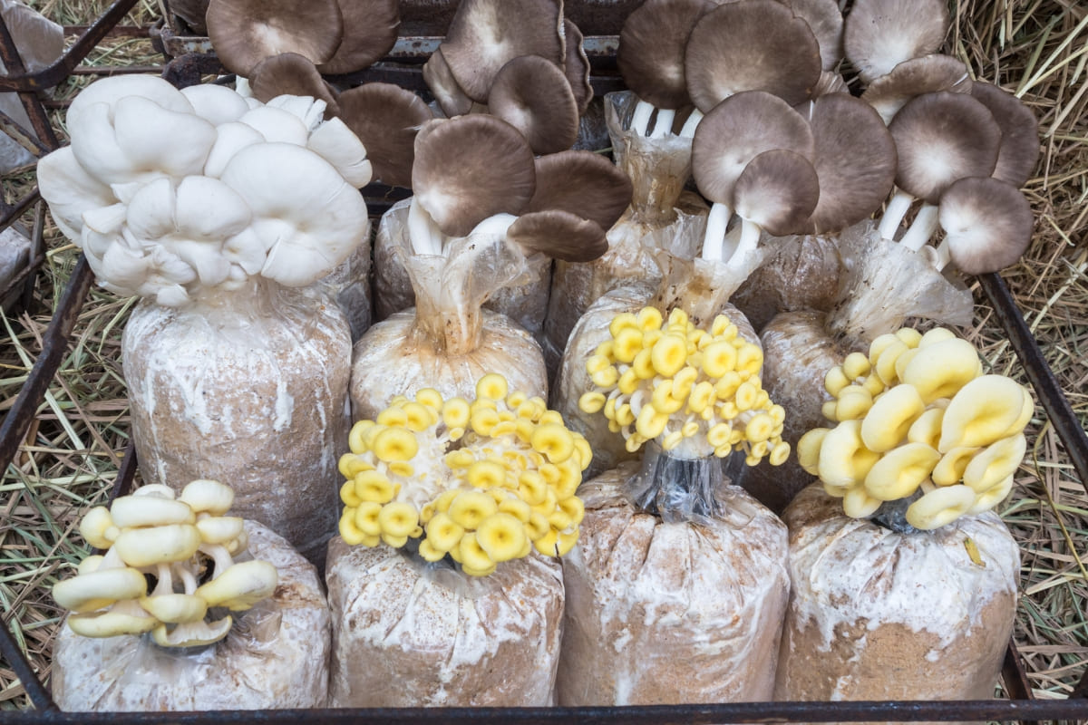 รับจดบริษัท เพาะเห็ดขาย เปิดการค้า จัดตั้ง ที่ไหน โทร.0819318341