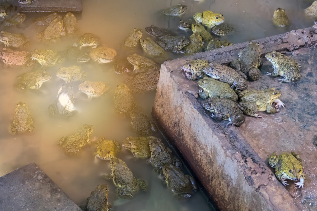 รับจดบริษัท เลี้ยงกบ เปิดการค้า จัดตั้ง ที่ไหน โทร.0819318341