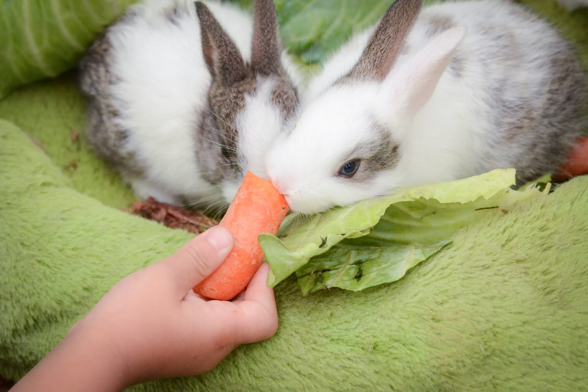 รับจดบริษัท เลี้ยงกระต่าย เปิดการค้า จัดตั้ง ที่ไหน โทร.0819318341