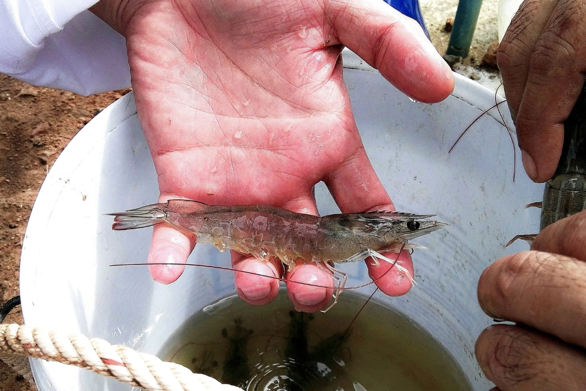 รับจดบริษัท เลี้ยงกุ้ง เปิดการค้า จัดตั้ง ที่ไหน โทร.0819318341