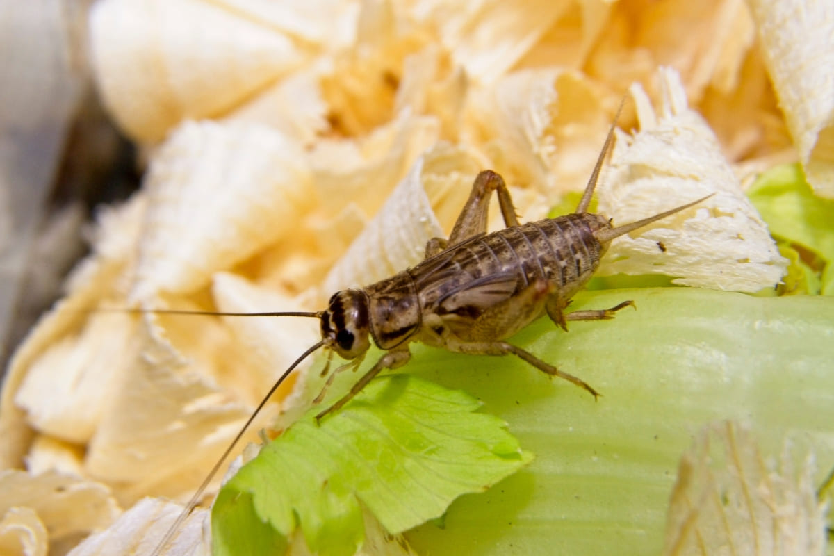 รับจดบริษัท เลี้ยงจิ้งหรีด เปิดการค้า จัดตั้ง ที่ไหน โทร.0819318341