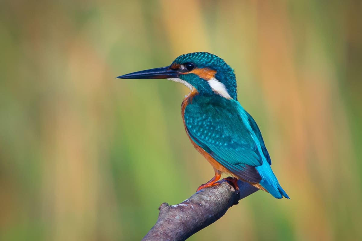 รับจดบริษัท เลี้ยงนกสวยงาม เปิดการค้า จัดตั้ง ที่ไหน โทร.0819318341