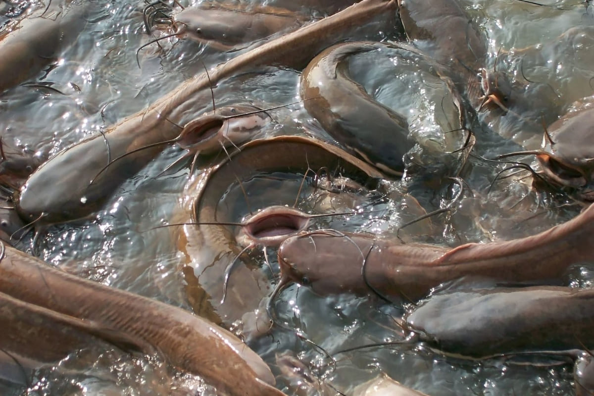 รับจดบริษัท เลี้ยงปลาดุก เปิดการค้า จัดตั้ง ที่ไหน โทร.0819318341