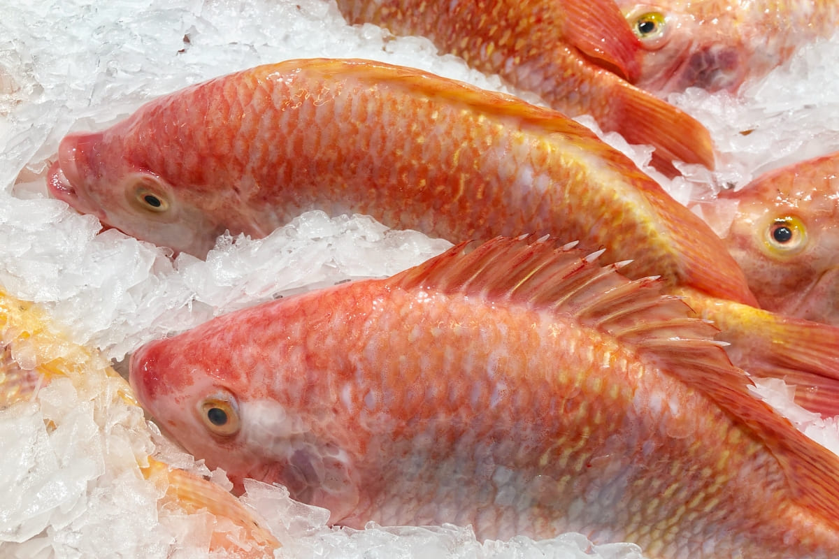 รับจดบริษัท เลี้ยงปลาทับทิม เปิดการค้า จัดตั้ง ที่ไหน โทร.0819318341