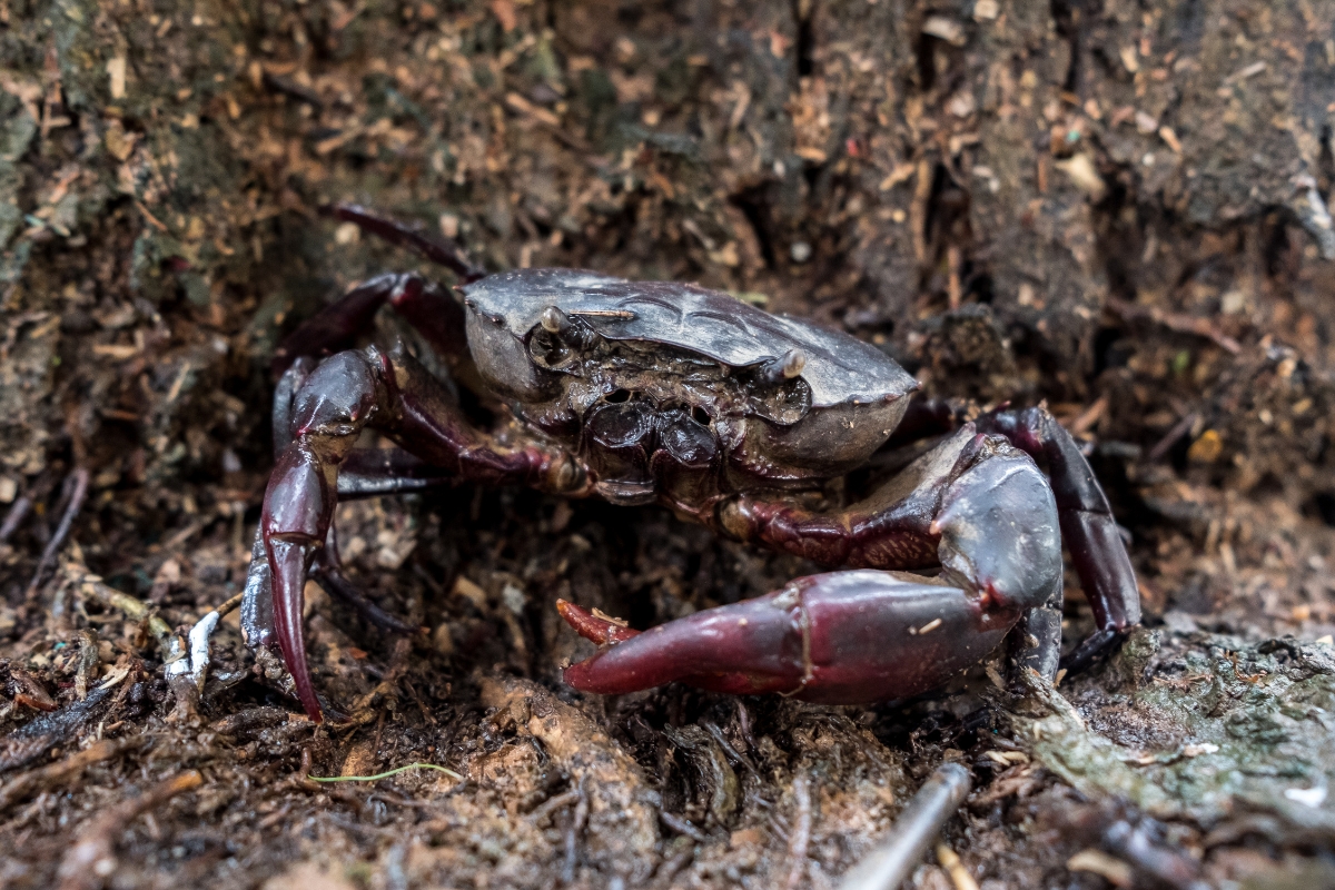 รับจดบริษัท เลี้ยงปูนา เปิดการค้า จัดตั้ง ที่ไหน โทร.0819318341