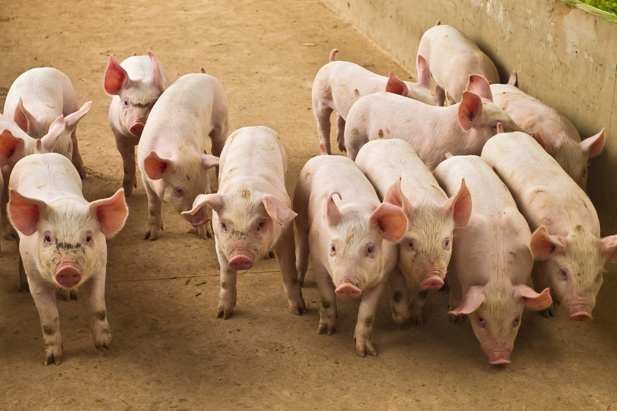 รับจดบริษัท เลี้ยงหมู เปิดการค้า จัดตั้ง ที่ไหน โทร.0819318341