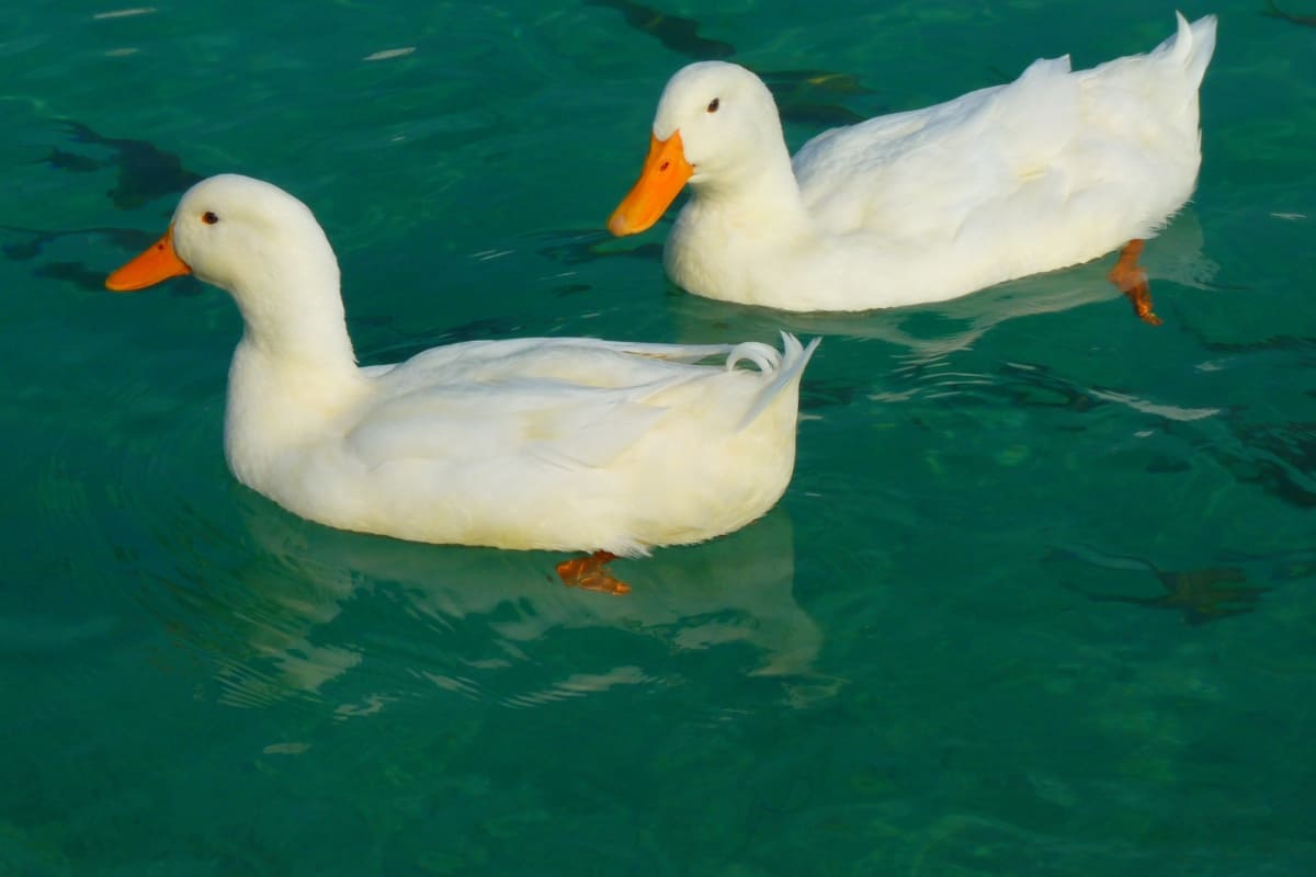 รับจดบริษัท เลี้ยงเป็ด เปิดการค้า จัดตั้ง ที่ไหน โทร.0819318341