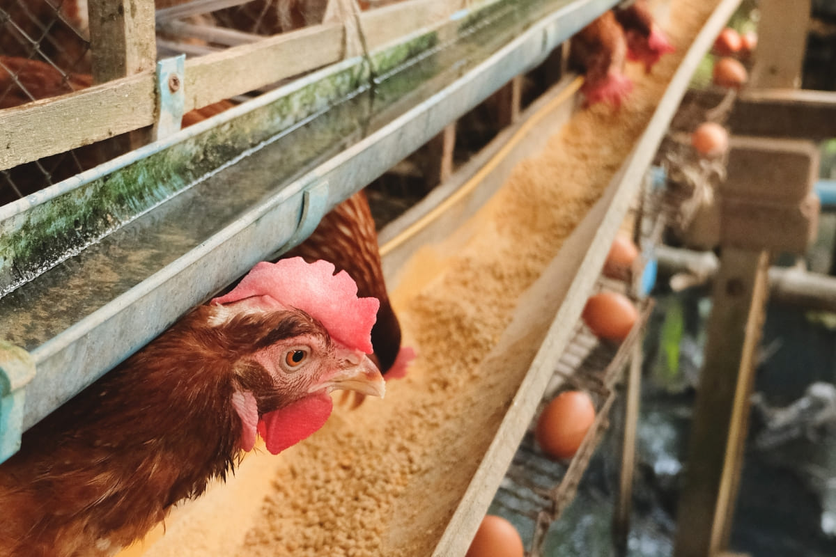 รับจดบริษัท เลี้ยงไก่ เปิดการค้า จัดตั้ง ที่ไหน โทร.0819318341