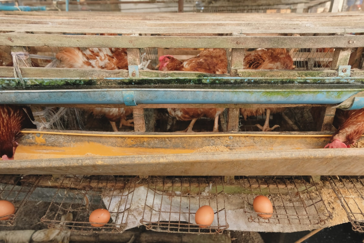 รับจดบริษัท เลี้ยงไก่ไข่ เปิดการค้า จัดตั้ง ที่ไหน โทร.0819318341