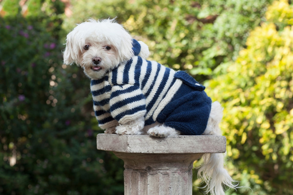 รับจดบริษัท เสื้อผ้าสุนัข เปิดการค้า จัดตั้ง ที่ไหน โทร.0819318341