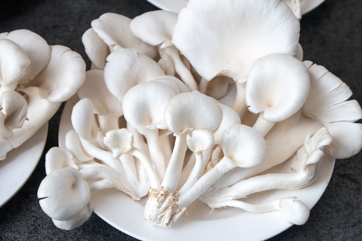 รับจดบริษัท เห็ดนางฟ้า เปิดการค้า จัดตั้ง ที่ไหน โทร.0819318341