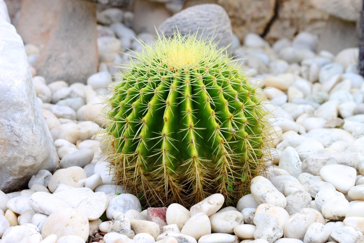 รับจดบริษัท กระบองเพชร เปิดการค้า จัดตั้ง ที่ไหน โทร.0819318341