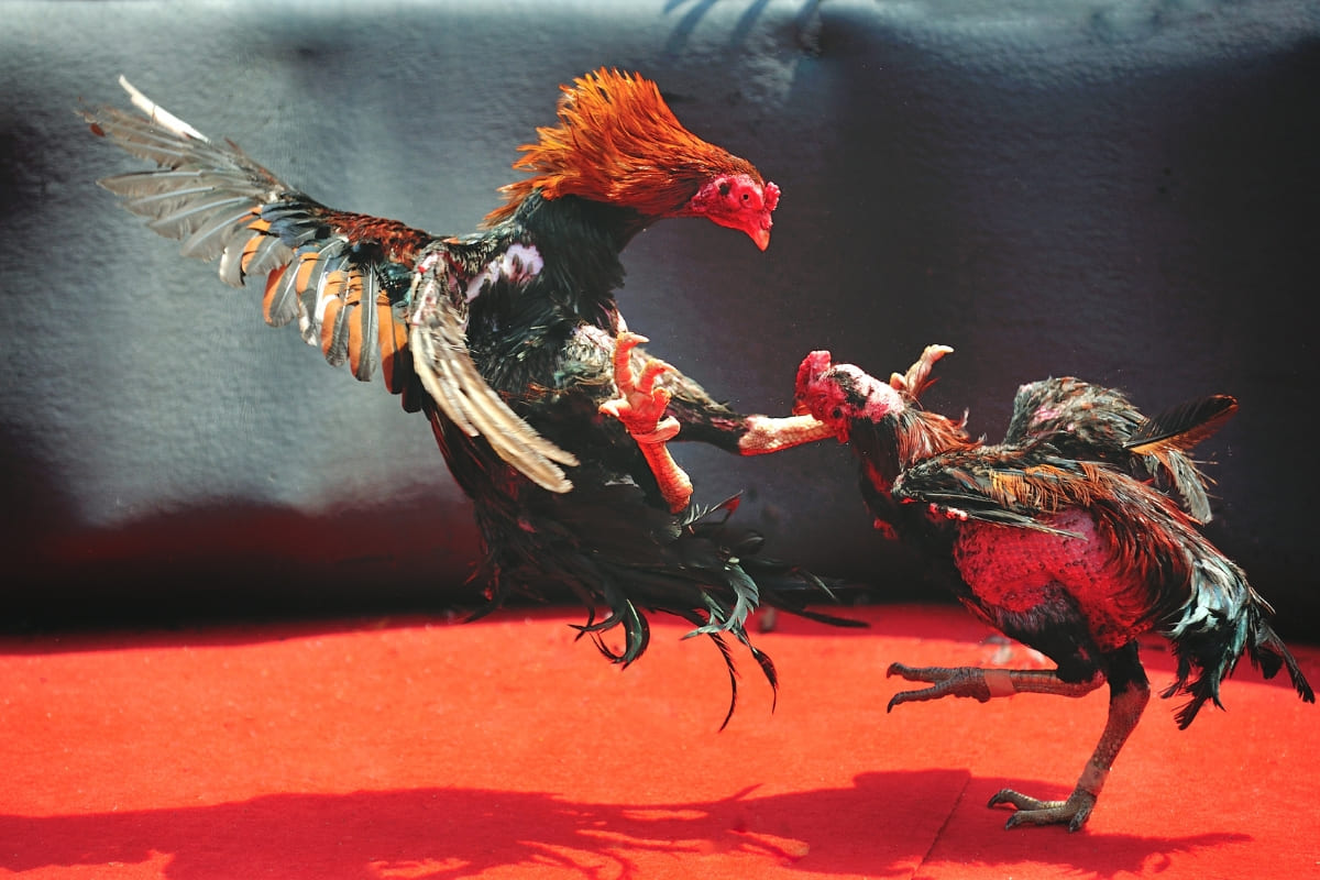 รับจดบริษัท ไก่ชน เปิดการค้า จัดตั้ง ที่ไหน โทร.0819318341