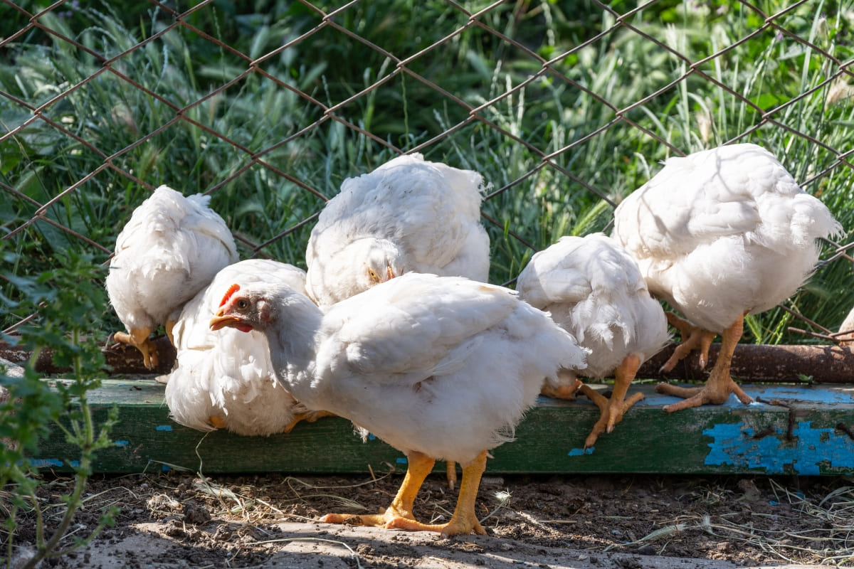 รับจดบริษัท ไก่เนื้อ เปิดการค้า จัดตั้ง ที่ไหน โทร.0819318341