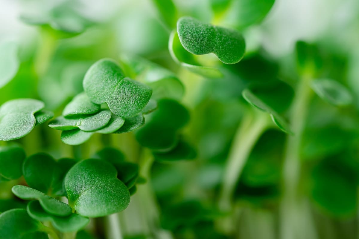 รับจดบริษัท ไมโครกรีน เปิดการค้า จัดตั้ง ที่ไหน โทร.0819318341