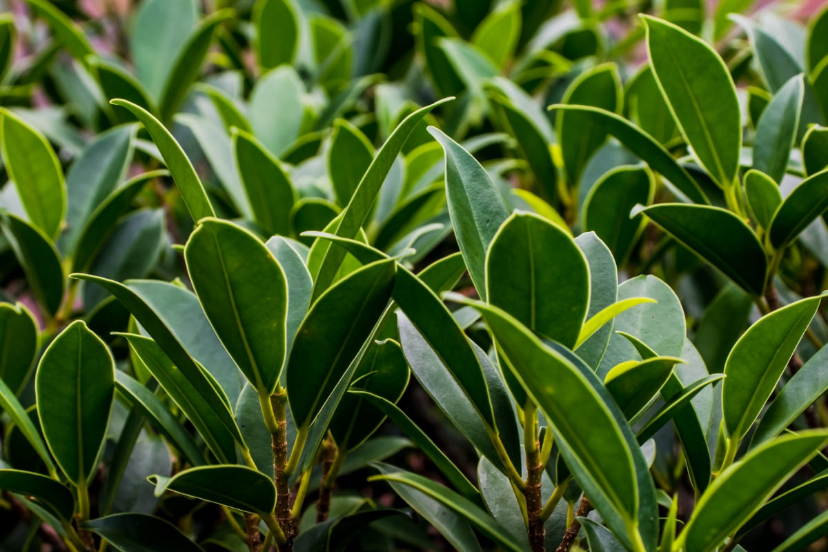 รับจดบริษัท ไม้ประดับ เปิดการค้า จัดตั้ง ที่ไหน โทร.0819318341