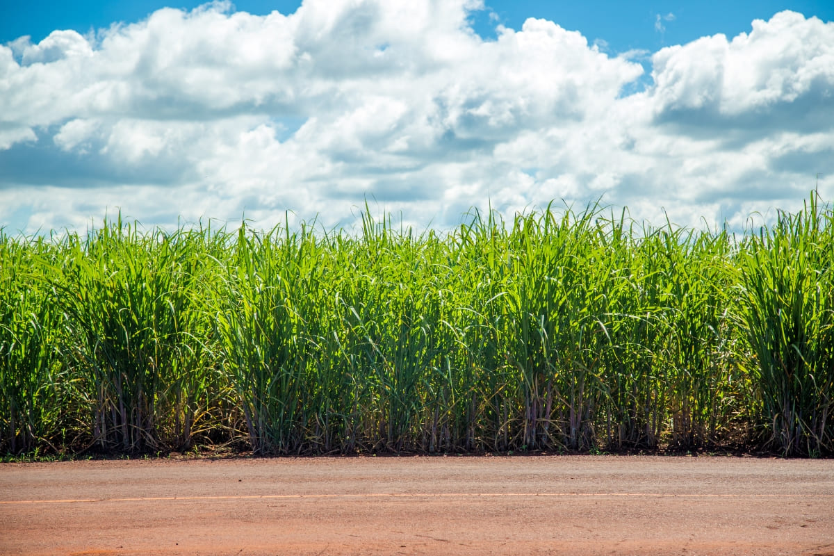 รับจดบริษัท ไร่อ้อย เปิดการค้า จัดตั้ง ที่ไหน โทร.0819318341